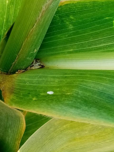 Ostrinia nubilalis,kukuruz