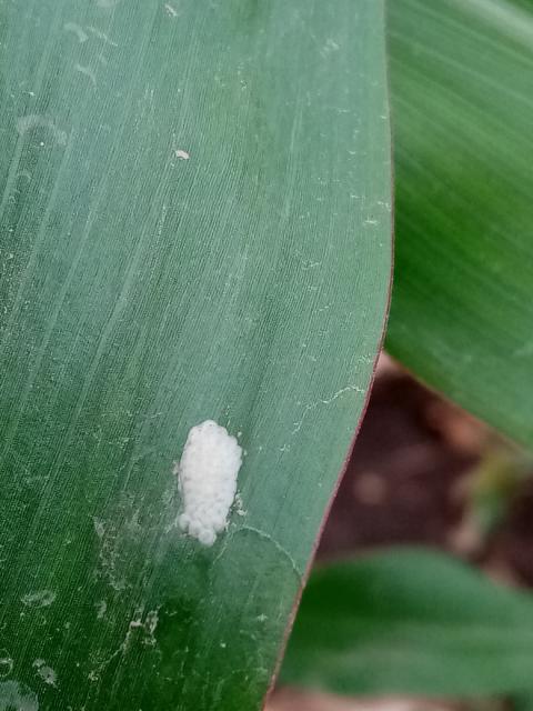 Jajno leglo Ostrinie nubilalis,kukuruz