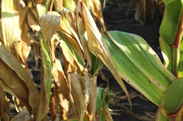 oštećenja od kukuruznog plamenca na kukuruzu