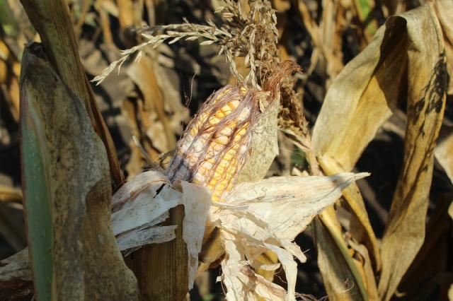 simptomi koje prouzrokuju fitopatogene gljive iz roda Fusarium spp. na klipu kukuruza