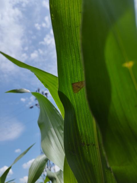 Ostrinia nubilalis,kukuruz,corn