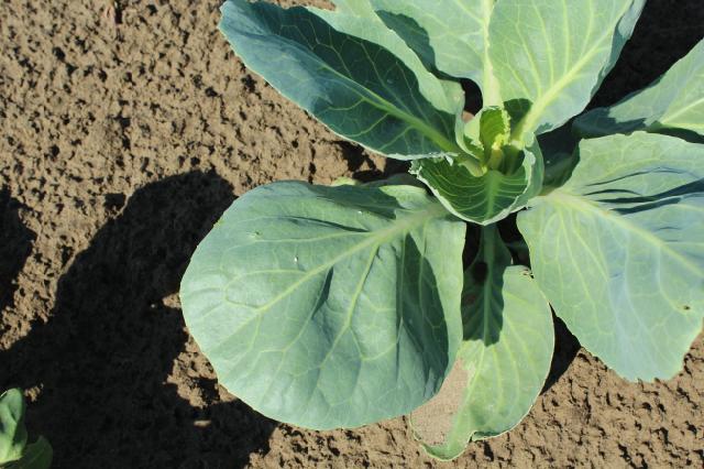 Bela leptirasta vaš, kupus