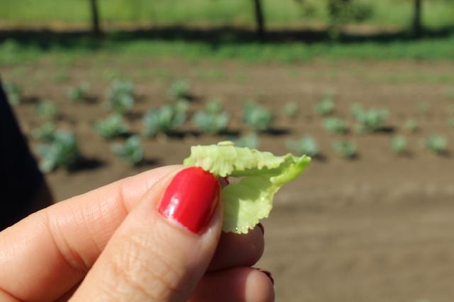 larva kupusnog moljca, kupus