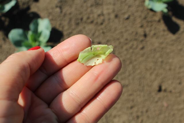 oštećenja od larve kupusovog moljca, kupus