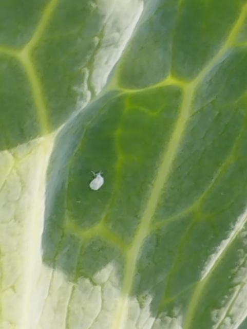 Aleyrodes proletella,kupus,cabbage