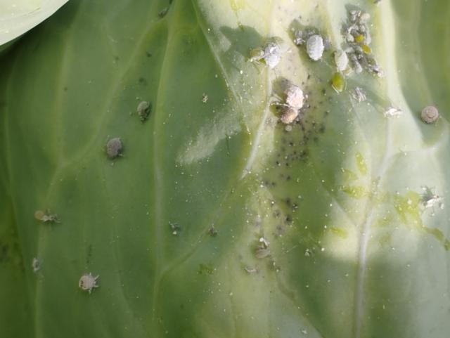 Brevicorinae brassicae,kupus,cabbage