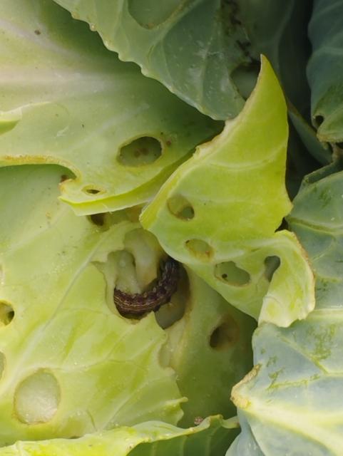 Helicoverpa armygera,kupus,cabbage