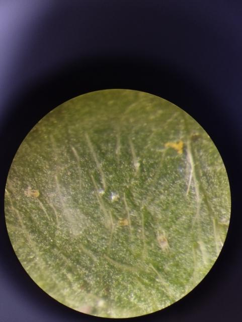 Tetranychus urticae,soja