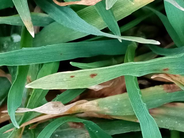 Pyrenophora teres, ječam,