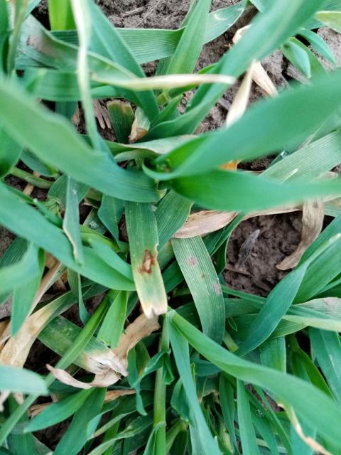 Rhynchosporium secalis,ječam,barley