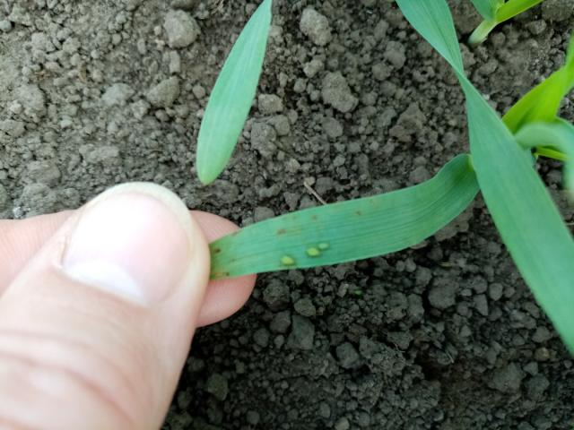 Aphididae, strna žita