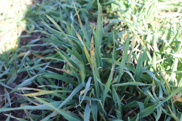 Rhynchosporium secalis,ječam