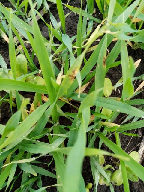 Pyrenophora teres,barley,ječam