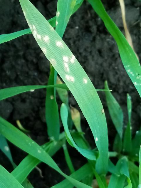 Erysiphae graminis,barley,ječam