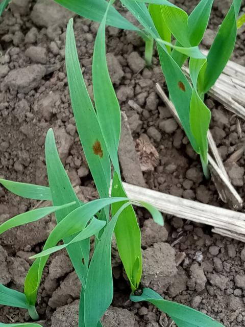 Pyrenophora teres,ječam