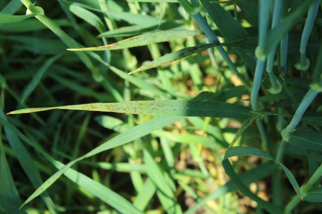 Ramularia collo cygni,ječam,barley