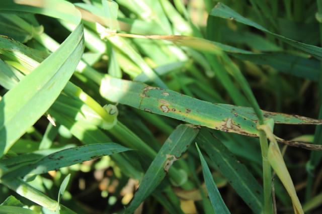 Rhynchosporium secalis, ječam,barley