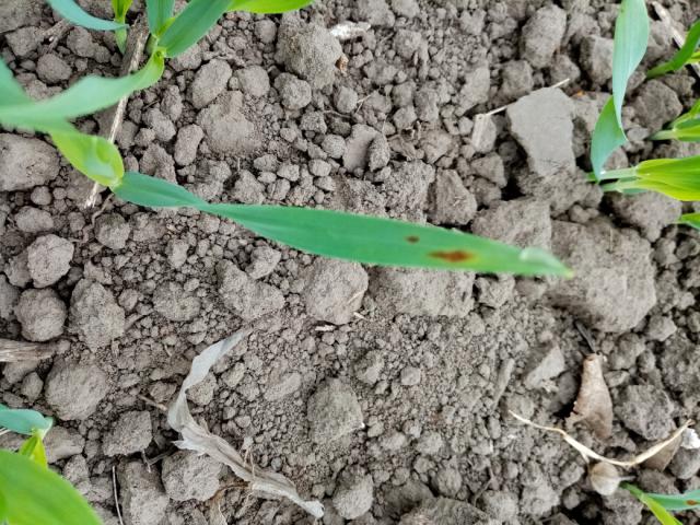 Pyrenophora teres,ječam