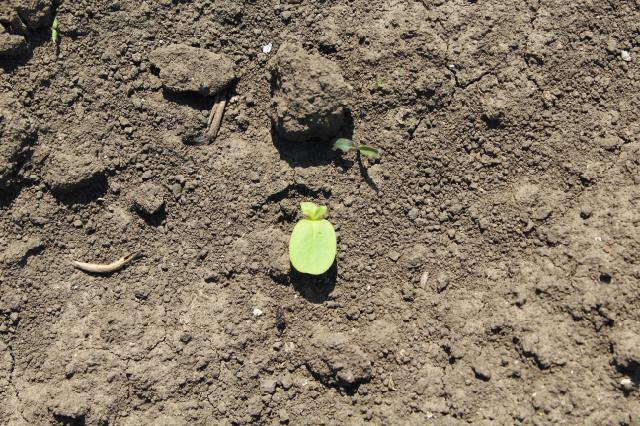 tanymecus dilaticolis,suncokret