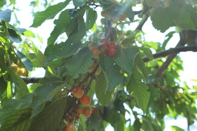 trešnja,cherry