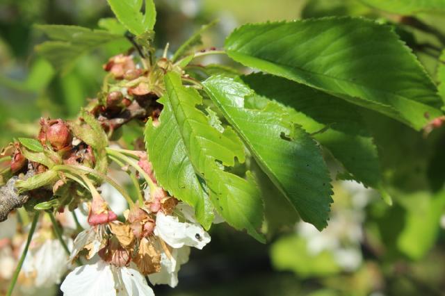 oštećenja listojeda na lišću trešnje