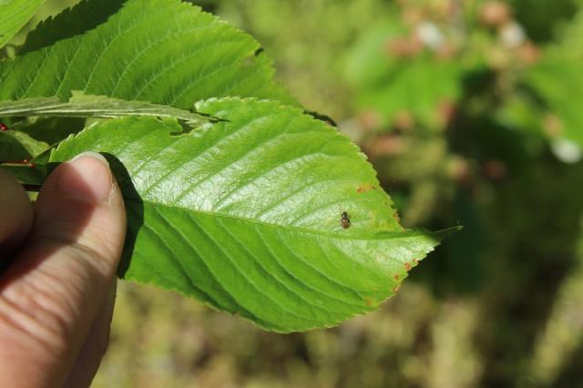 smeđi listojed na listu trešnje
