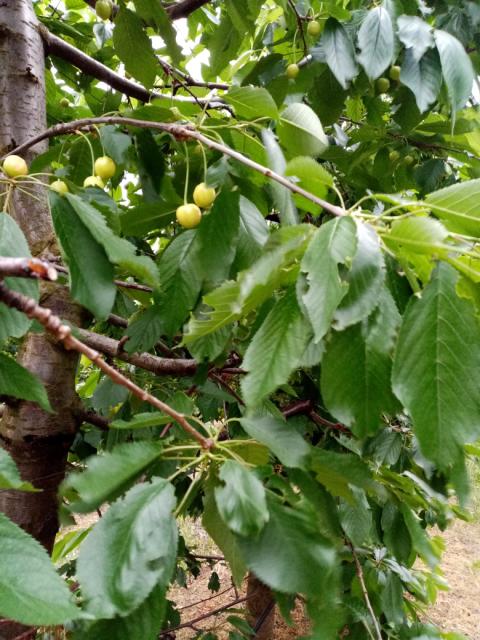 trešnja,cherry