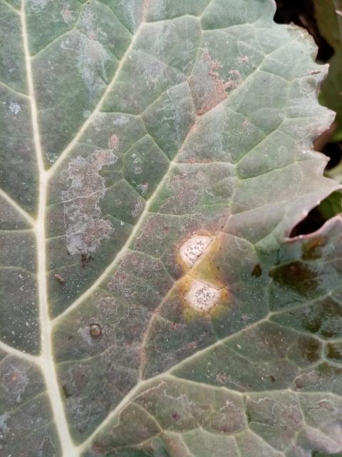 Phoma lingam