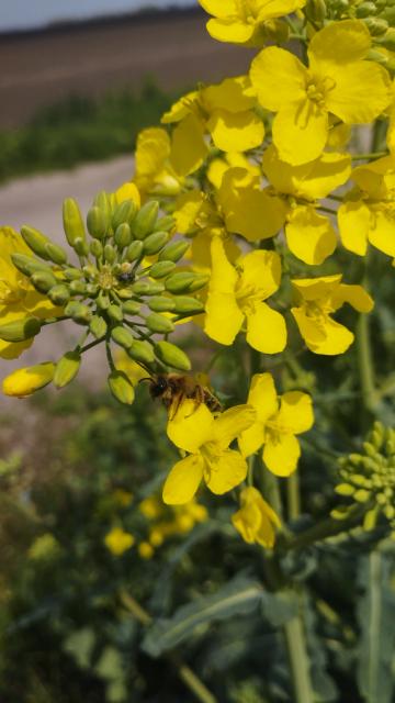 pčela na cvetu uljane repice