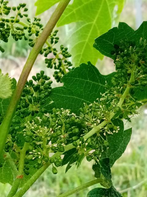 Fenofaza vinove loze