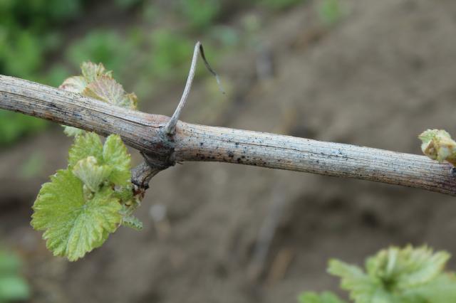 phomopsis viticola,vinova loza