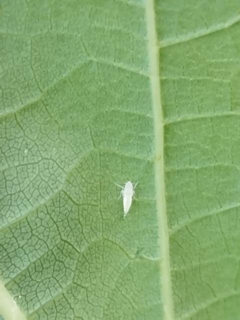 larva cikade, II razvojni stadijum na naličju lista vinove loze