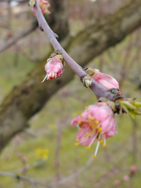 breskva,peach