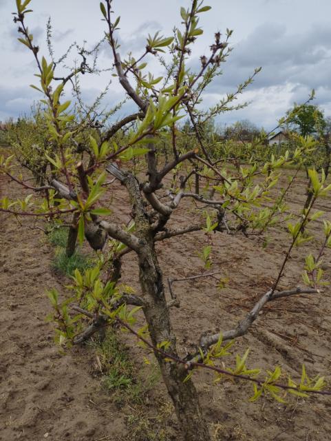 breskva,peach
