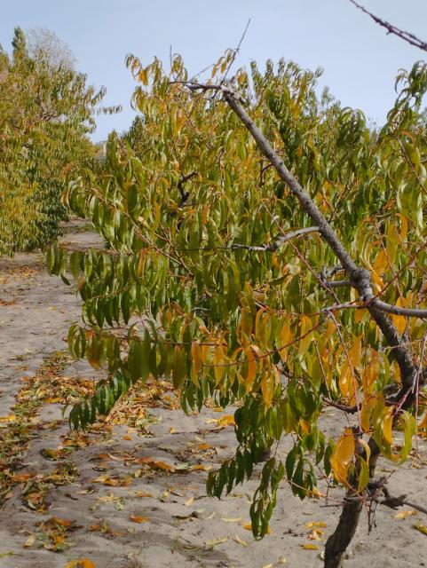breskva,peach