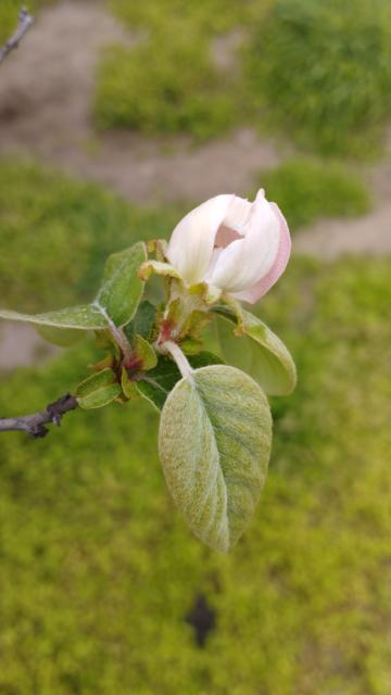 dunja,quince