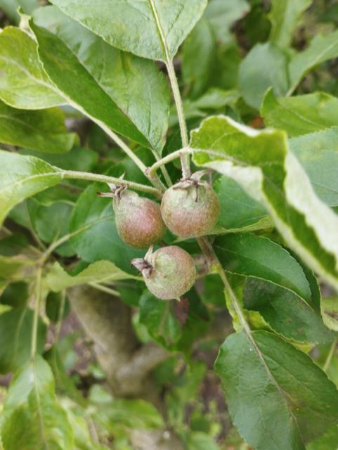 jabuka,apple