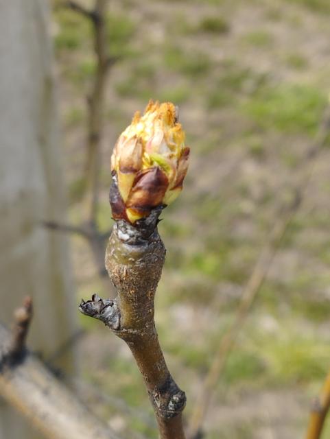 kruška