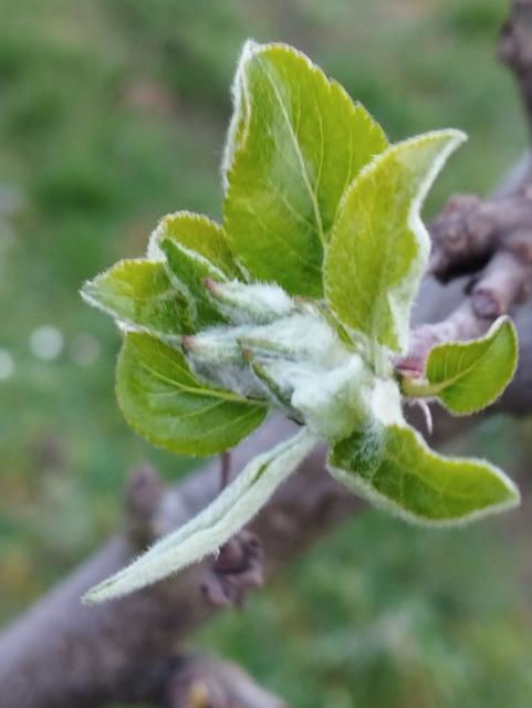 jabuka,apple