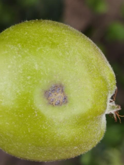 Venturia inaequalis,jabuka