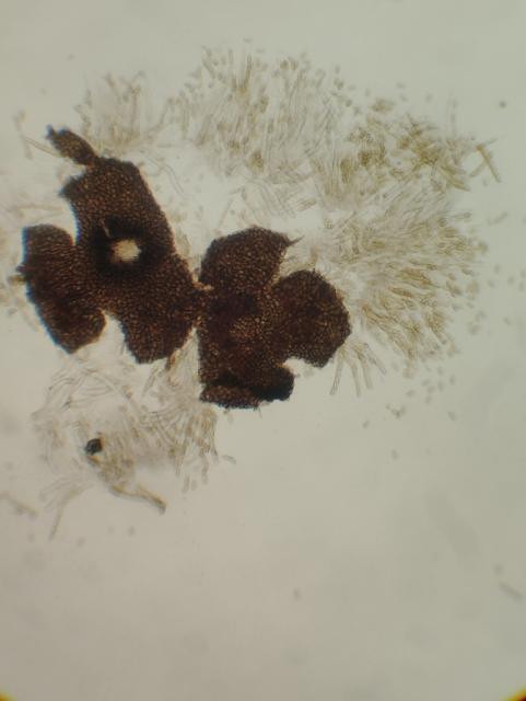 askospore,venturia inequalis