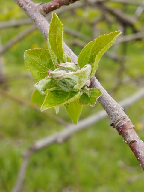 jabuka,apple