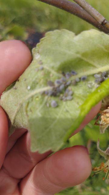 Dysaphis plantaginea,jabuka, apple