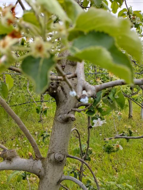Eriosoma lanigerum,jabuka,apple