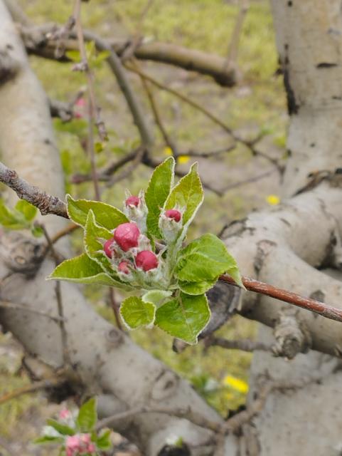 jabuka,apple