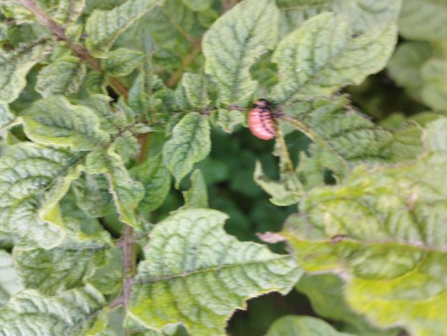 Leptinotarsa decemlineata,krompir