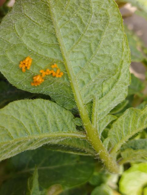 Leptinotarsa decemlineata, jajna legla 