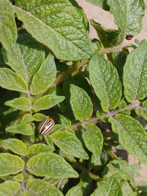  Leptinotarsa decemlineata,imago