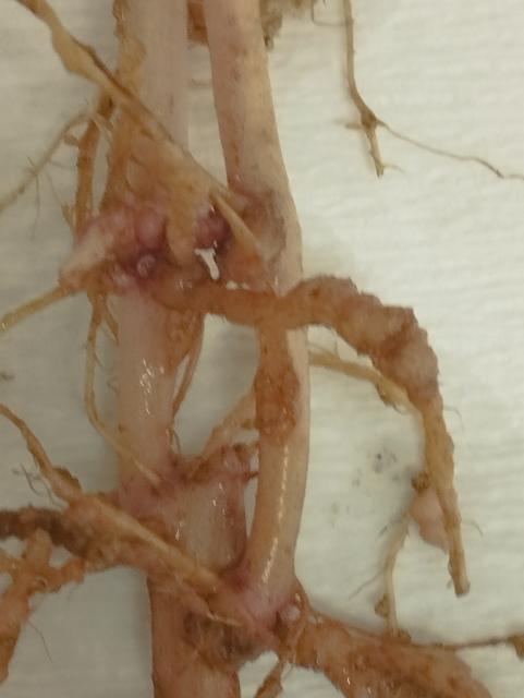 gale, krompir,nematode