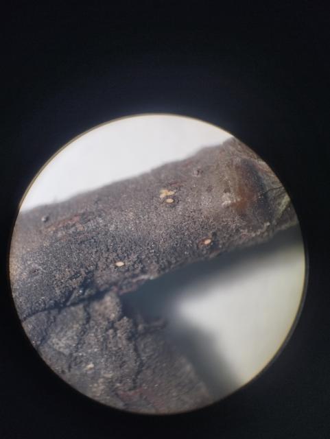 cacopsylla pyri,kruška,jaja